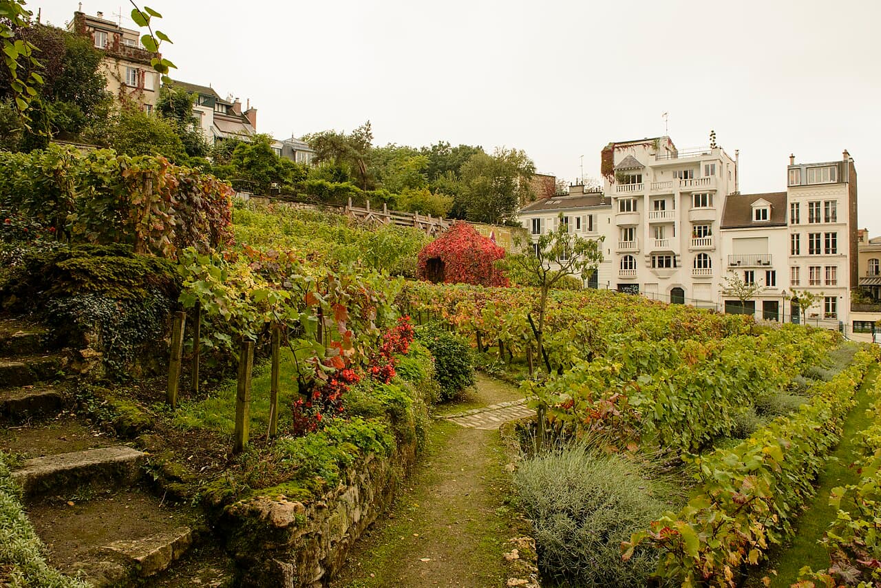 Clos Montmartre Vineyard
