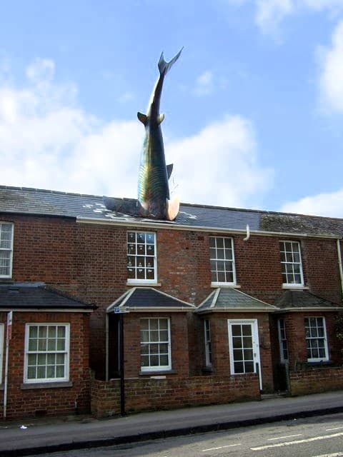 The Shark Installation